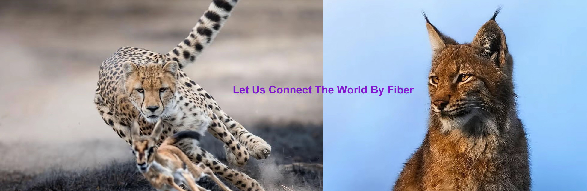 جودة ليف optic توزيع صندوق مصنع